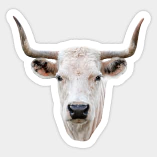Striking head of a White Park Cow Sticker